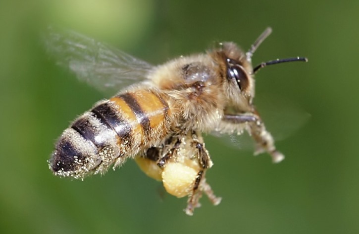 꿀벌은 왼쪽부터 오른쪽으로 숫자 센다.jpg