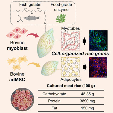 쌀알에 소 세포 통합 영양 풍부한 배양육 개발.jpg