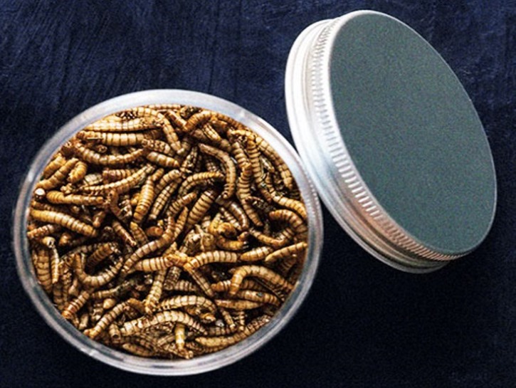 미래식량 식용곤충으로 영양가 높은 고기향 조미료 만든다.jpg
