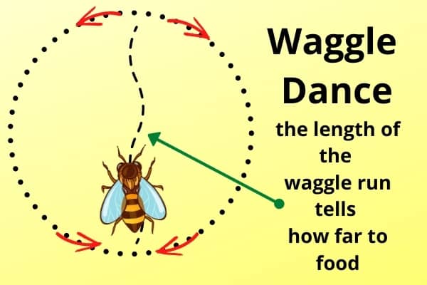 waggle-dance-honey-bee-chart.jpg